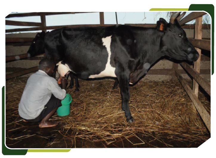 Rwagashani Mixed Farm Dairy farming