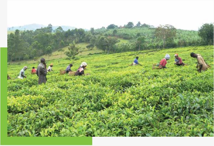 Rwagashani Mixed Farm Tea growing