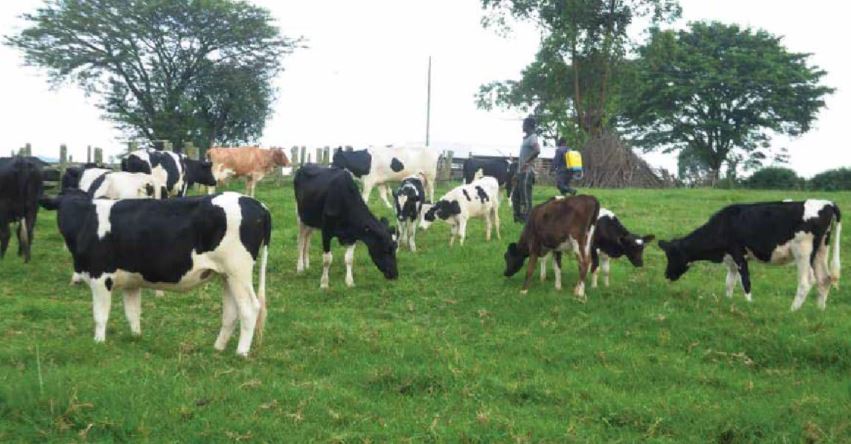imager Dairy farming
